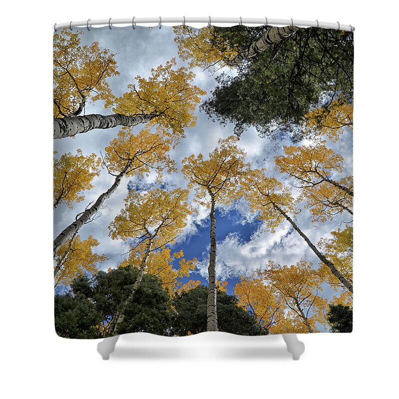 Trees Shower Curtain featuring the photograph Aspens Reaching by Kevin Munro