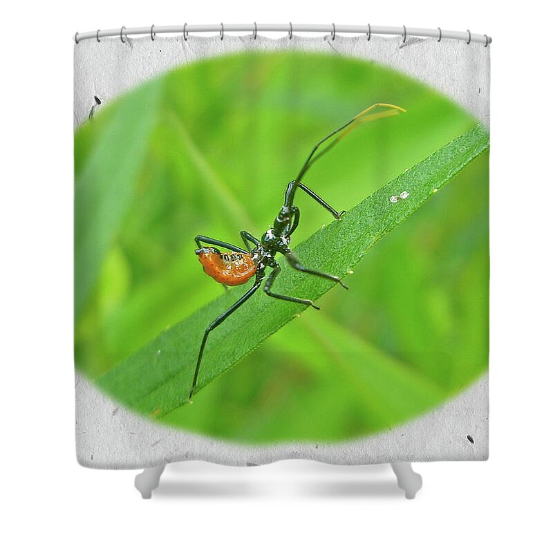 Assassin Shower Curtain featuring the photograph Assassin Bug Nymph - Reduviidae by Carol Senske