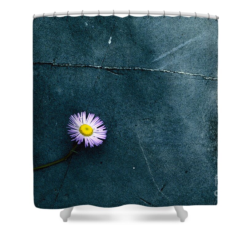 Aster Flower Nature Rock Stone Abstract Shower Curtain featuring the photograph Aster on a Rock by Ken DePue