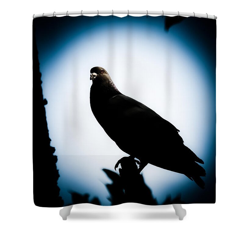 Loriental Shower Curtain featuring the photograph Astral Pigeon by Loriental Photography