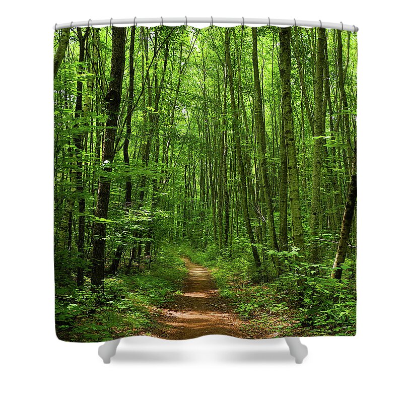 At In Ct Shower Curtain featuring the photograph AT in Connecticut's Tall Trees by Raymond Salani III
