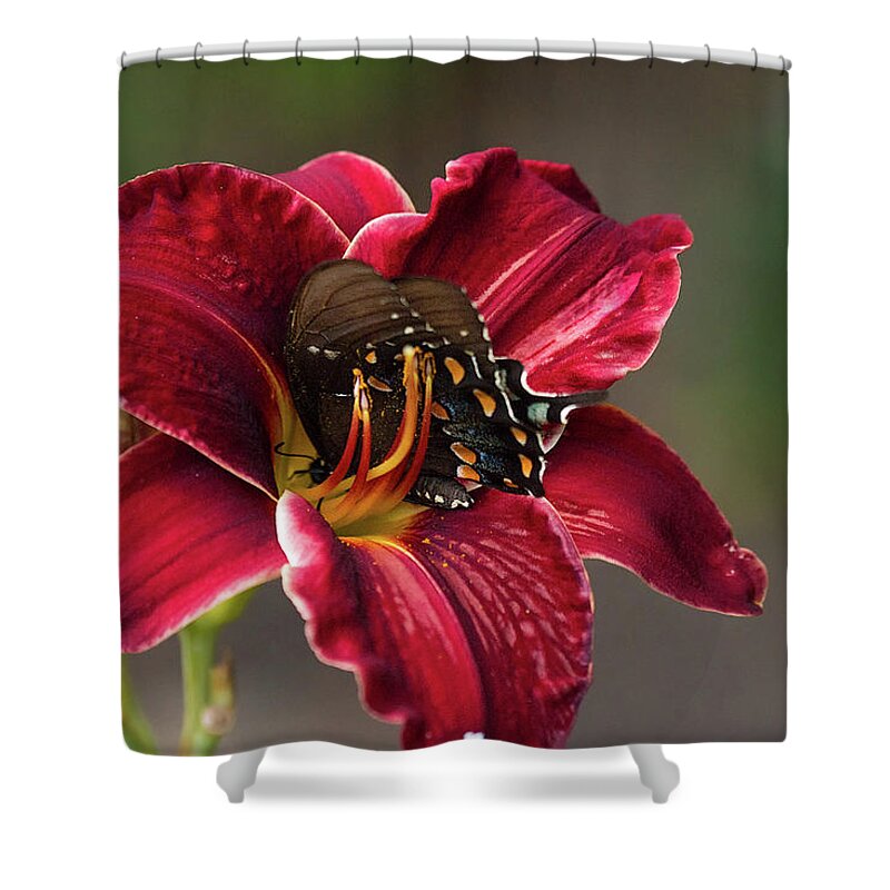 Butterfly Insect Macro Closeup Close Up Orchid Flower Flowers Botany Botanical Botanic Ma Mass Massachusetts Brian Hale Brianhalephoto Feeding Nectar Shower Curtain featuring the photograph At One with the Orchid by Brian Hale