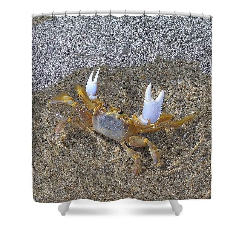https://render.fineartamerica.com/images/rendered/default/shower-curtain/images/artworkimages/medium/1/atlantic-ghost-crab-playing-in-the-tide-6-adam-riggs.jpg?&targetx=-213&targety=-2&imagewidth=1081&imageheight=819&modelwidth=787&modelheight=819&backgroundcolor=9A9EA8&orientation=0