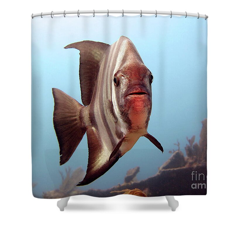 Underwater Shower Curtain featuring the photograph Atlantic Spadefish by Daryl Duda