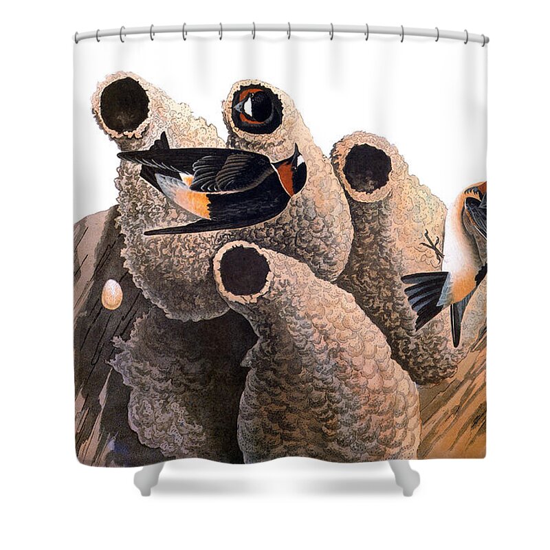 1838 Shower Curtain featuring the photograph Audubon: Swallow by Granger