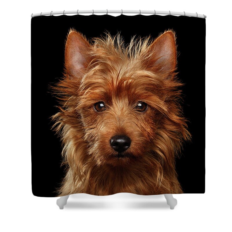 Emotional Shower Curtain featuring the photograph Australian Terrier by Sergey Taran