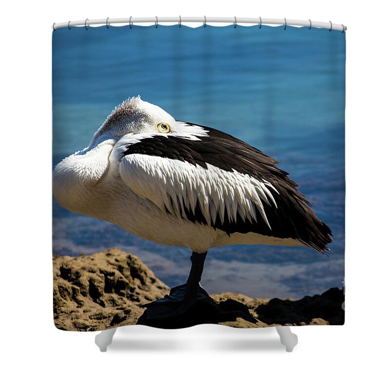 Australian White Pelican Shower Curtain featuring the photograph Australian white pelican by Sheila Smart Fine Art Photography