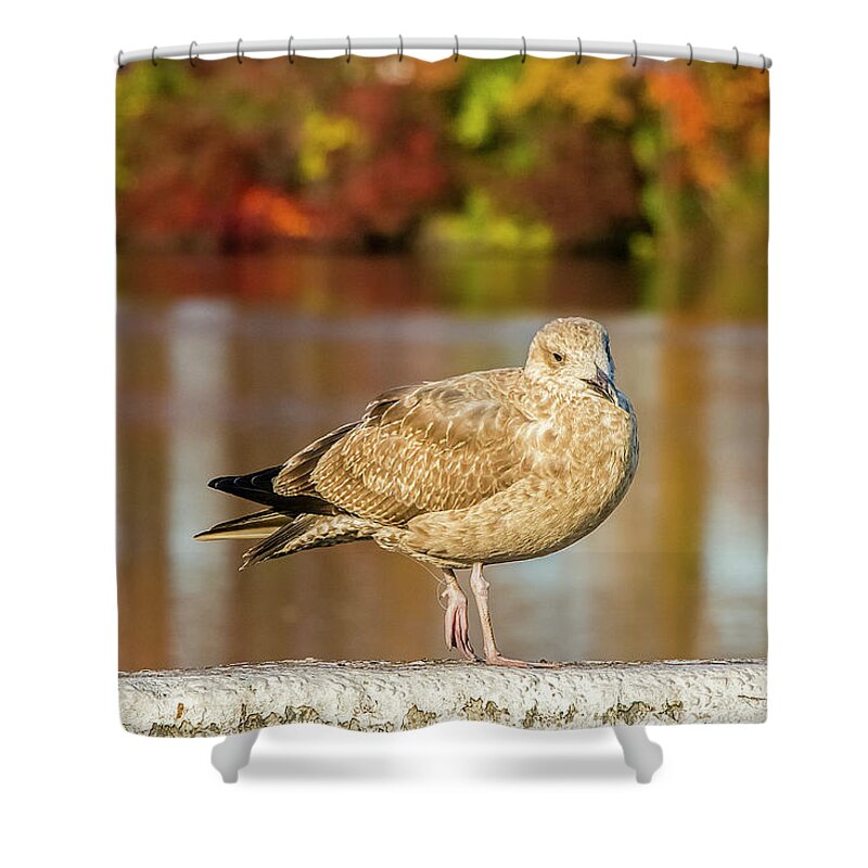 Autumn Shower Curtain featuring the photograph Autumn Bird by Cathy Kovarik