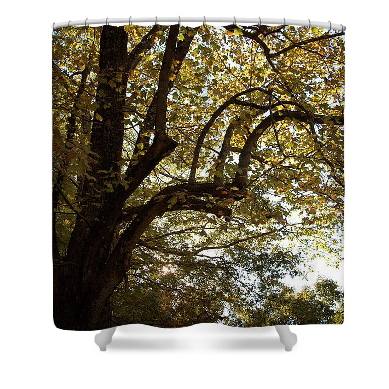 Autumn Shower Curtain featuring the photograph Autumn Branches by Rebecca Davis