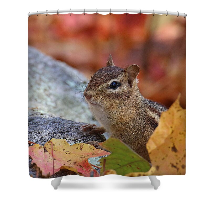 Wildlife Shower Curtain featuring the photograph Autumn Chipmunk by William Selander