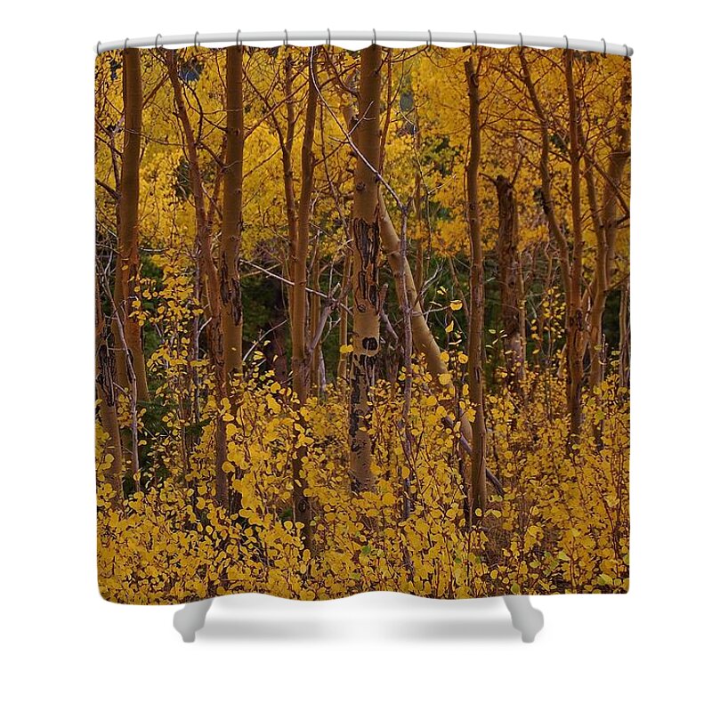 Aspen Trees Shower Curtain featuring the photograph Autumn Colors by Christopher James