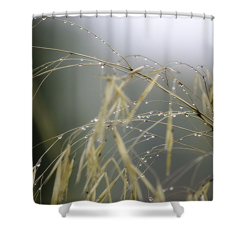 Autumn Shower Curtain featuring the photograph Autumn dew on grass by Spikey Mouse Photography
