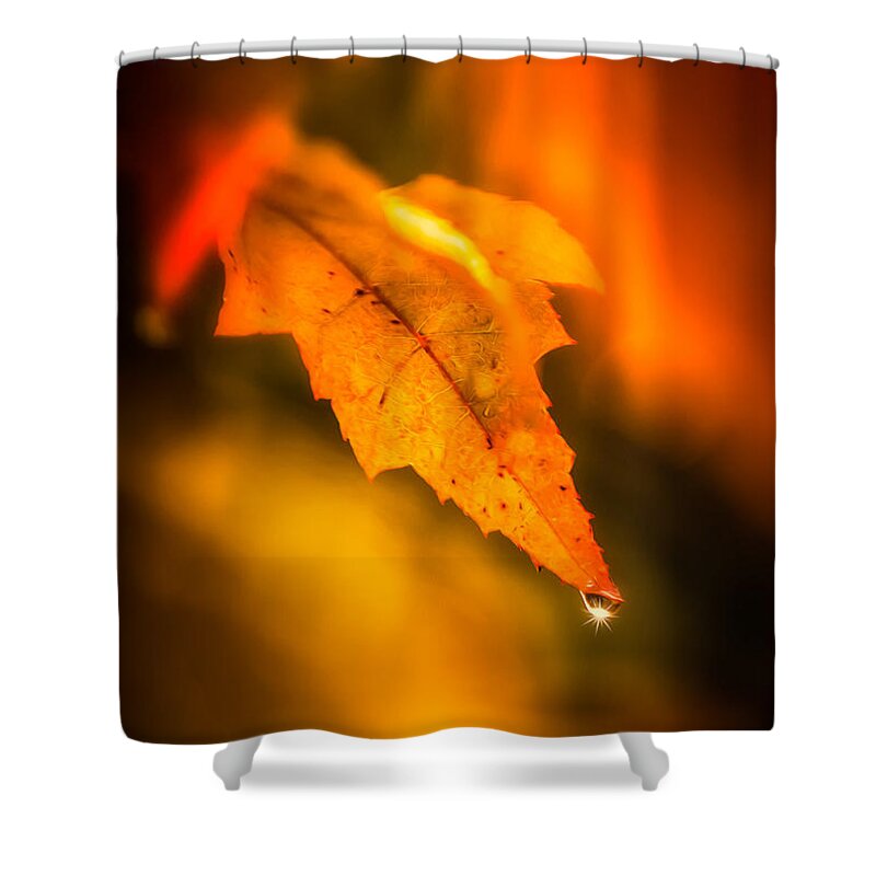 Autumn Shower Curtain featuring the photograph Autumn Drops by Rikk Flohr