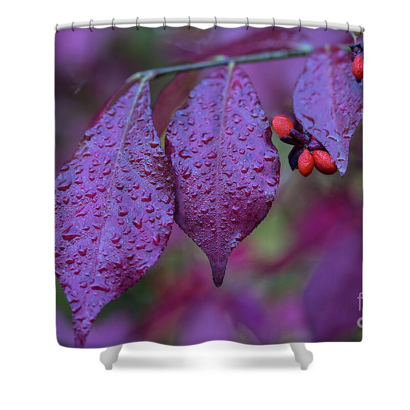 Autumn Shower Curtain featuring the photograph Autumn by Eva Lechner