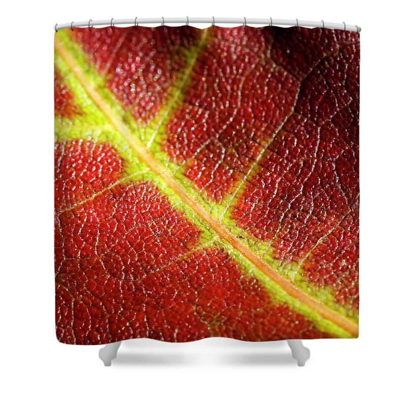 Fall Shower Curtain featuring the photograph Autumn Fall Leaf Close Up by Rick Deacon