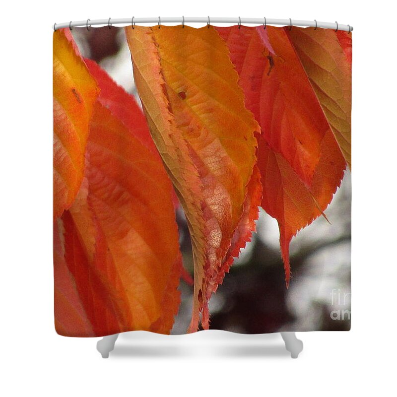 Autumn Leaves Shower Curtain featuring the photograph Autumn Flame by Kim Tran