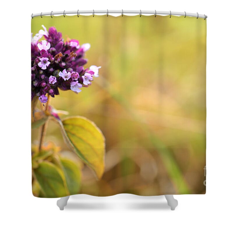 Autumn; Flowers; Flower; Colorful; Colors; Wood; Nature; Natural; Fall; Still; Sabine Jacobs; Purple; Field; Shower Curtain featuring the photograph Autumn Flower in a Field by Sabine Jacobs