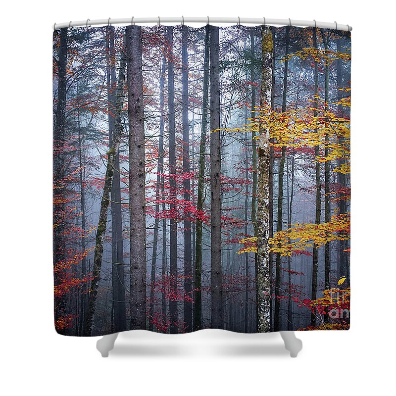 Forest Shower Curtain featuring the photograph Autumn forest in fog by Elena Elisseeva