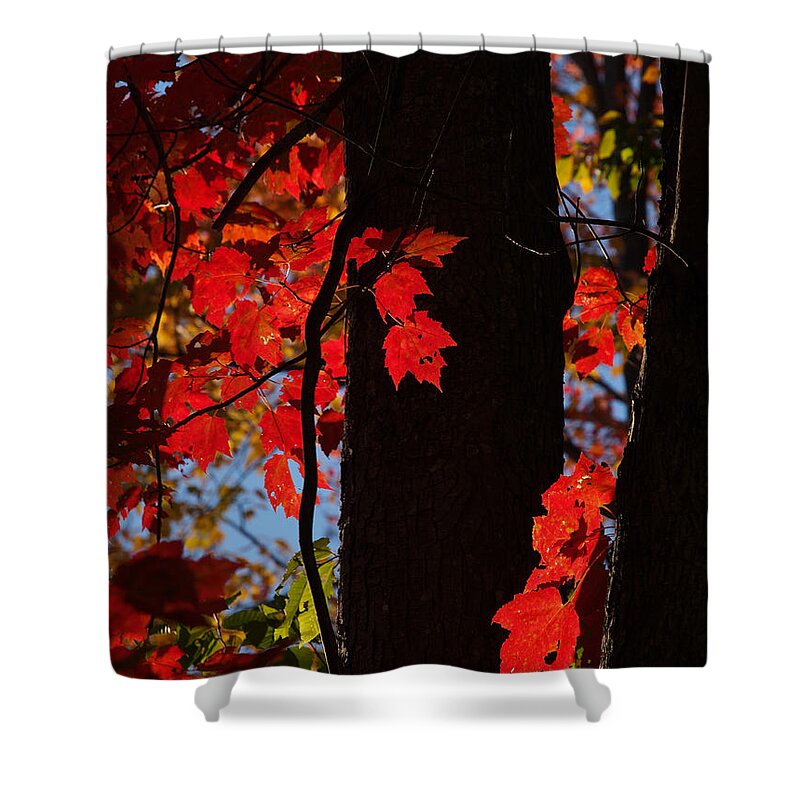 Nature Shower Curtain featuring the photograph Autumn Glow by Dorothy Lee