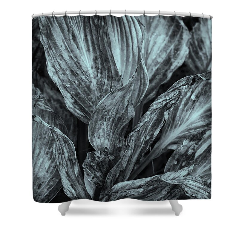 Cone Flowers Shower Curtain featuring the photograph Autumn Hostas In Black and White by Tom Singleton