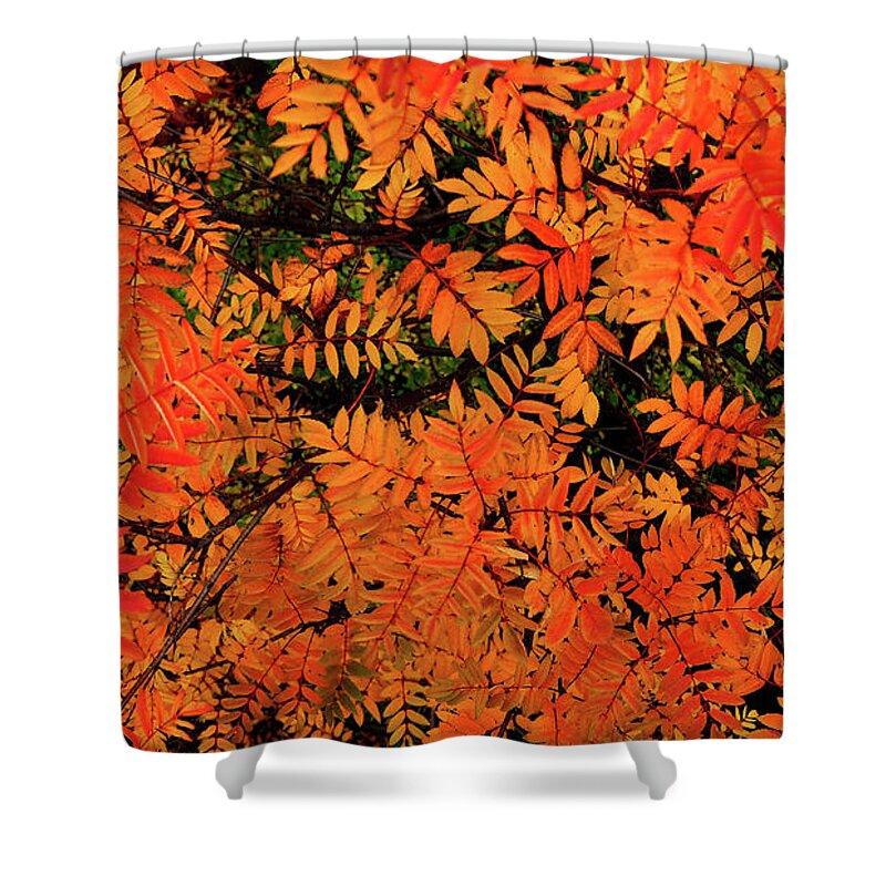  Shower Curtain featuring the digital art Autumn in Maple Creek by Darcy Dietrich