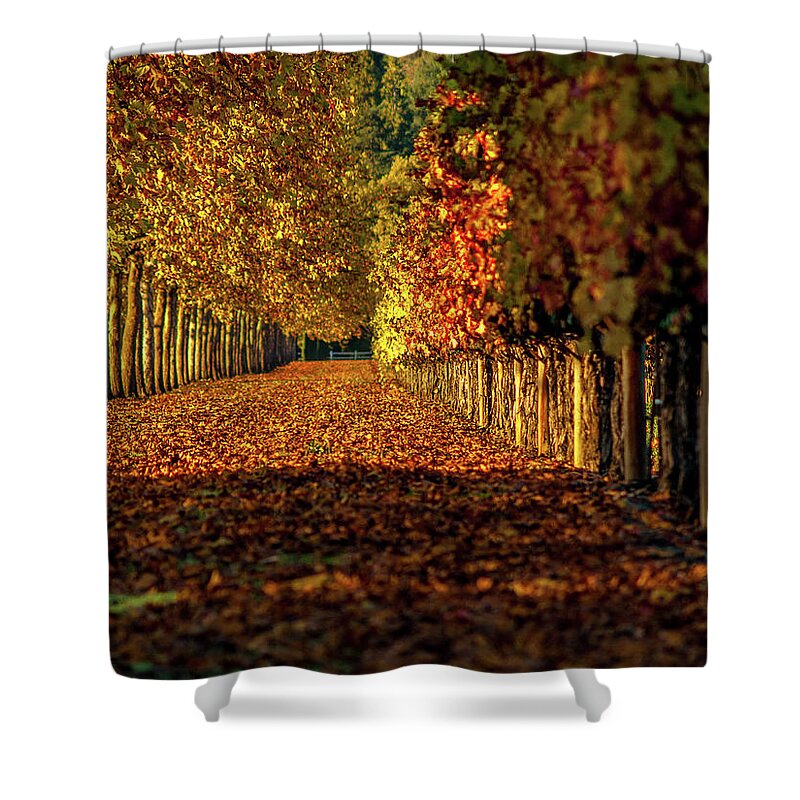 Fall Shower Curtain featuring the photograph Autumn In Napa Valley by Bill Gallagher