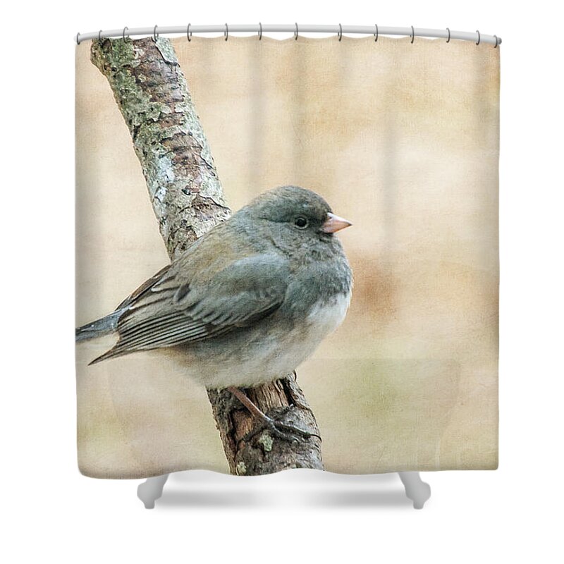 Bird Shower Curtain featuring the photograph Autumn Junco by Cathy Kovarik