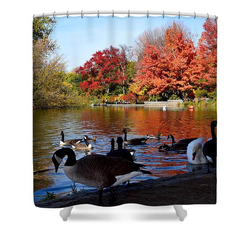 Geese Shower Curtain featuring the photograph Autumn Lake with Geese by Diane Lent