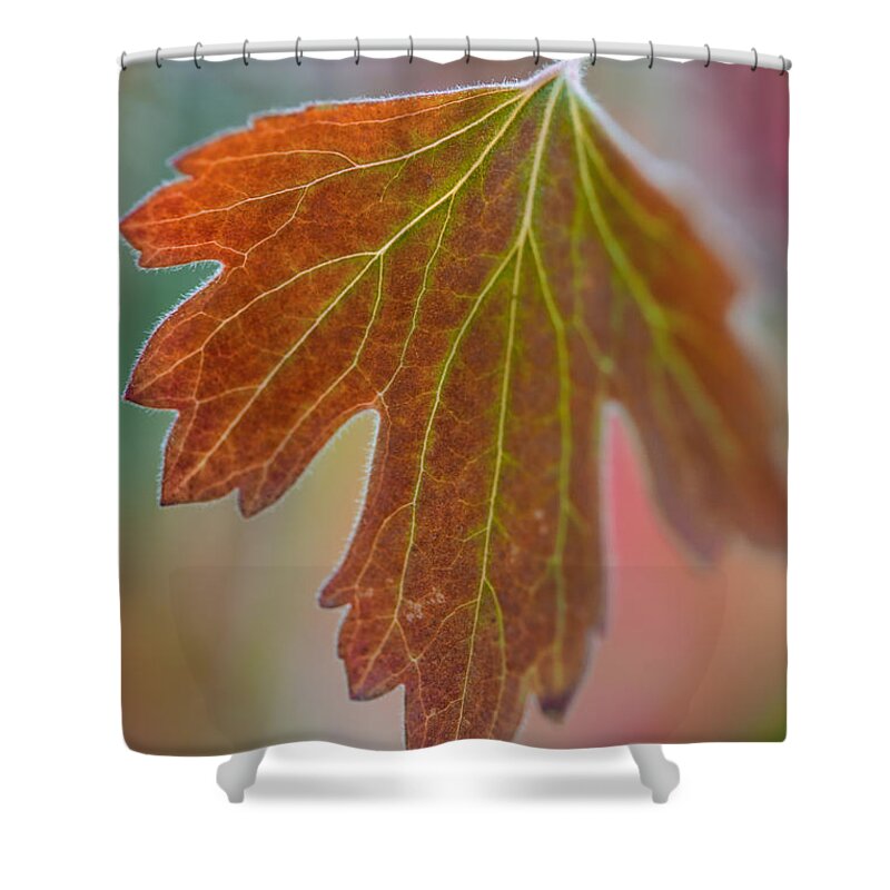 Autumn Leaf Shower Curtain featuring the photograph Autumn Leaf by Dale Kincaid