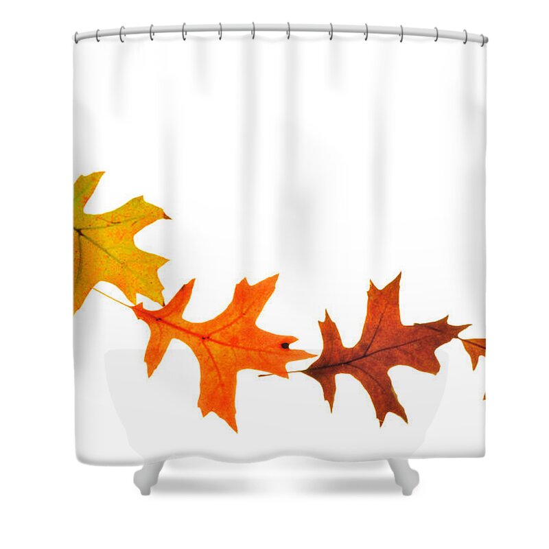 Leaves Shower Curtain featuring the photograph Autumn Leaves 1 by Mark Fuller