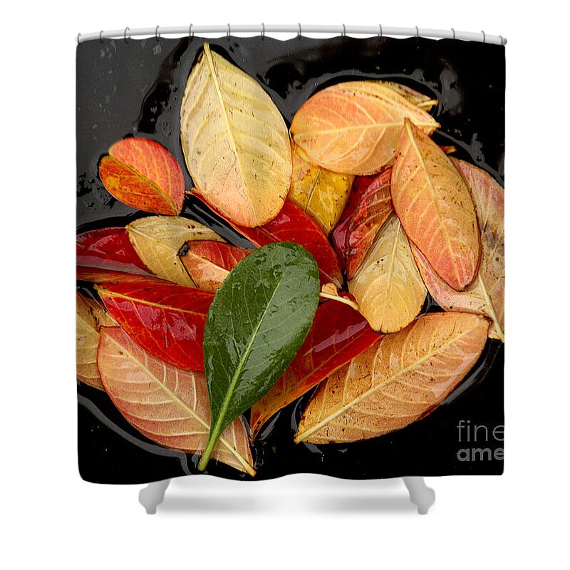 Tree Leaves Shower Curtain featuring the photograph Autumn Leaves have Fallen, California by Wernher Krutein
