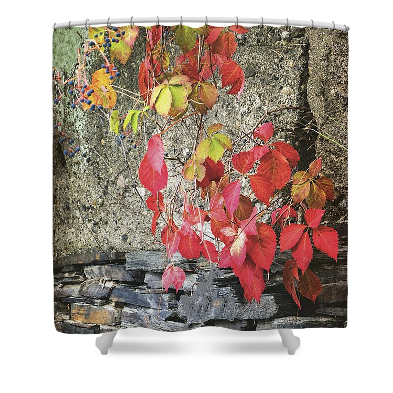 Whetstone Brook Shower Curtain featuring the photograph Autumn Leaves by Tom Singleton