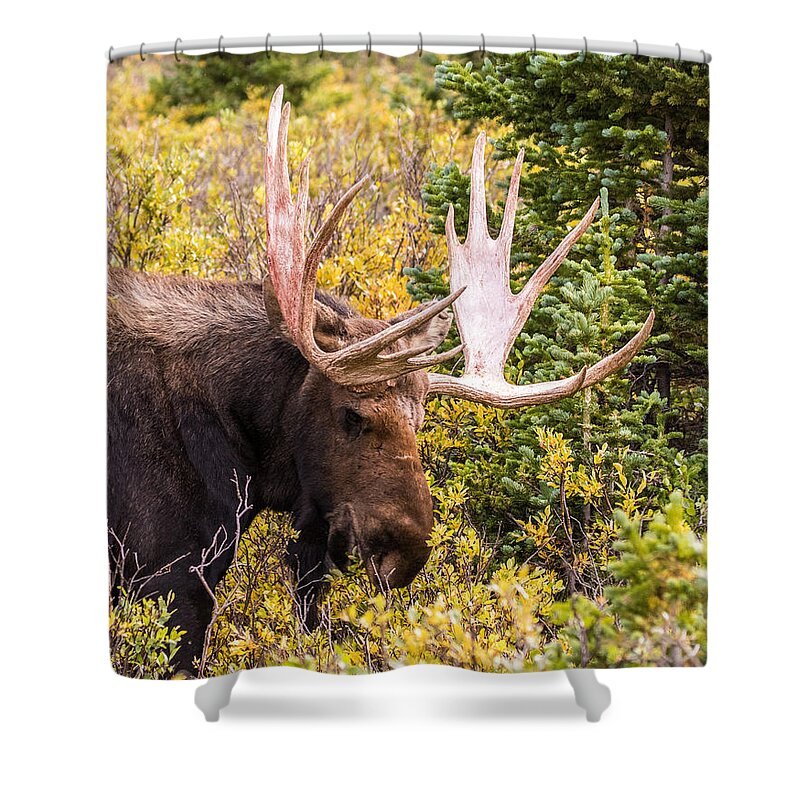 Moose Shower Curtain featuring the photograph Autumn Moose #2 by Mindy Musick King