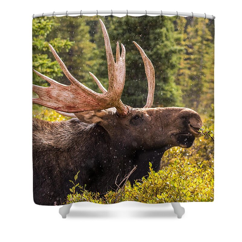 Moose Shower Curtain featuring the photograph Autumn Moose In Rain #1 by Mindy Musick King