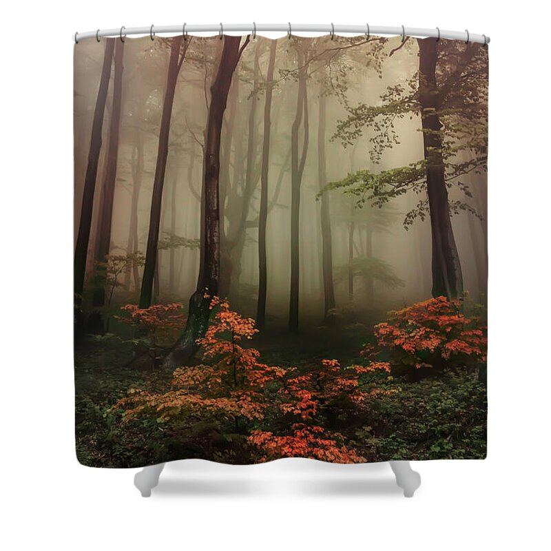 Trees Shower Curtain featuring the photograph Autumn mornin in forgotten forest by Jaroslaw Blaminsky