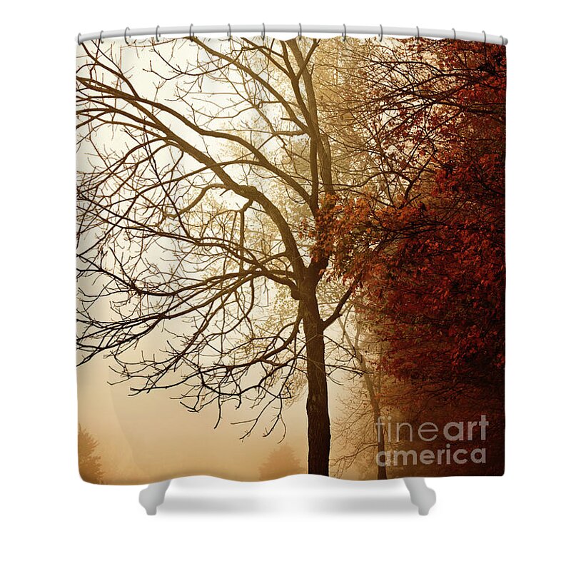 Tree Shower Curtain featuring the photograph Autumn Morning by Stephanie Frey