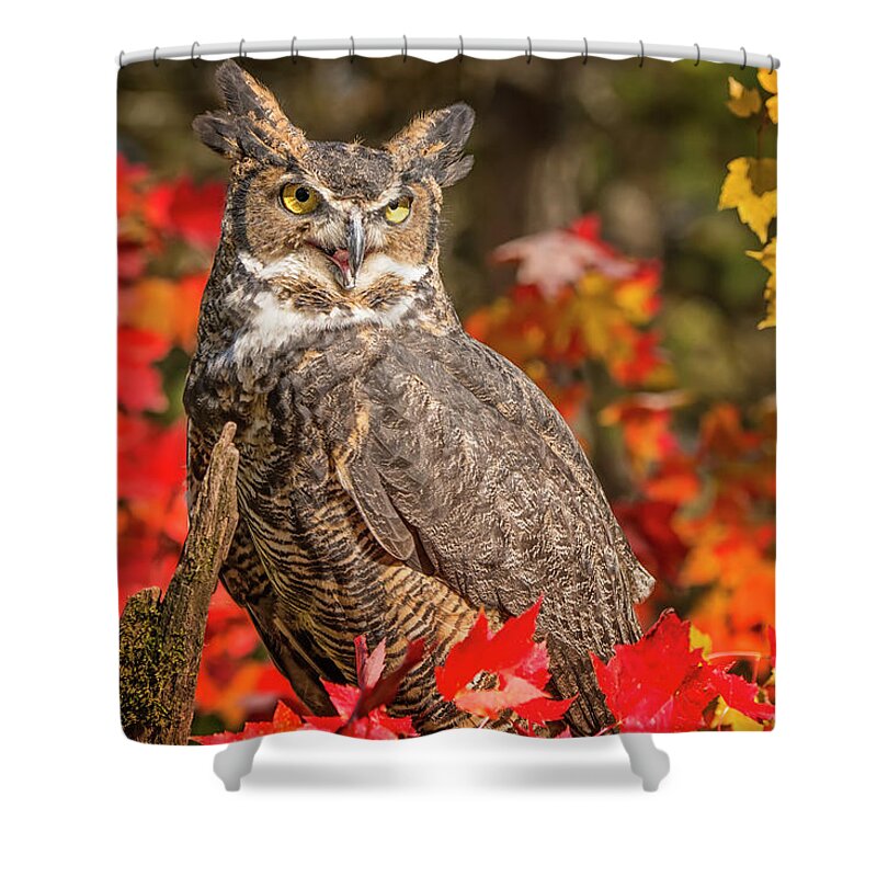 Owl Shower Curtain featuring the photograph Autumn Owl by Peg Runyan
