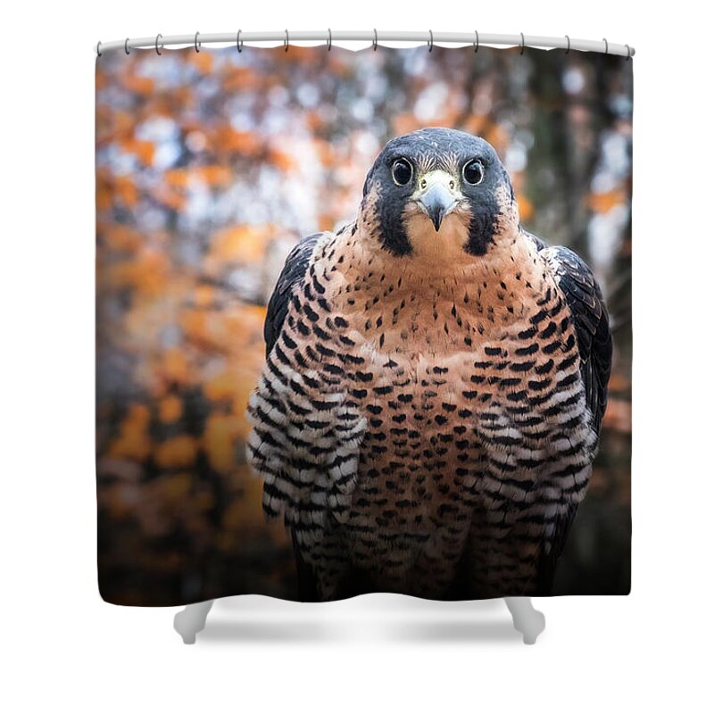 Peregrine Falcon Shower Curtain featuring the photograph Autumn Peregrine by Angie Rea