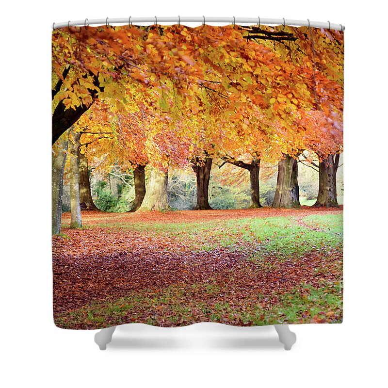 Autumn Shower Curtain featuring the photograph Autumn scene by Colin Rayner