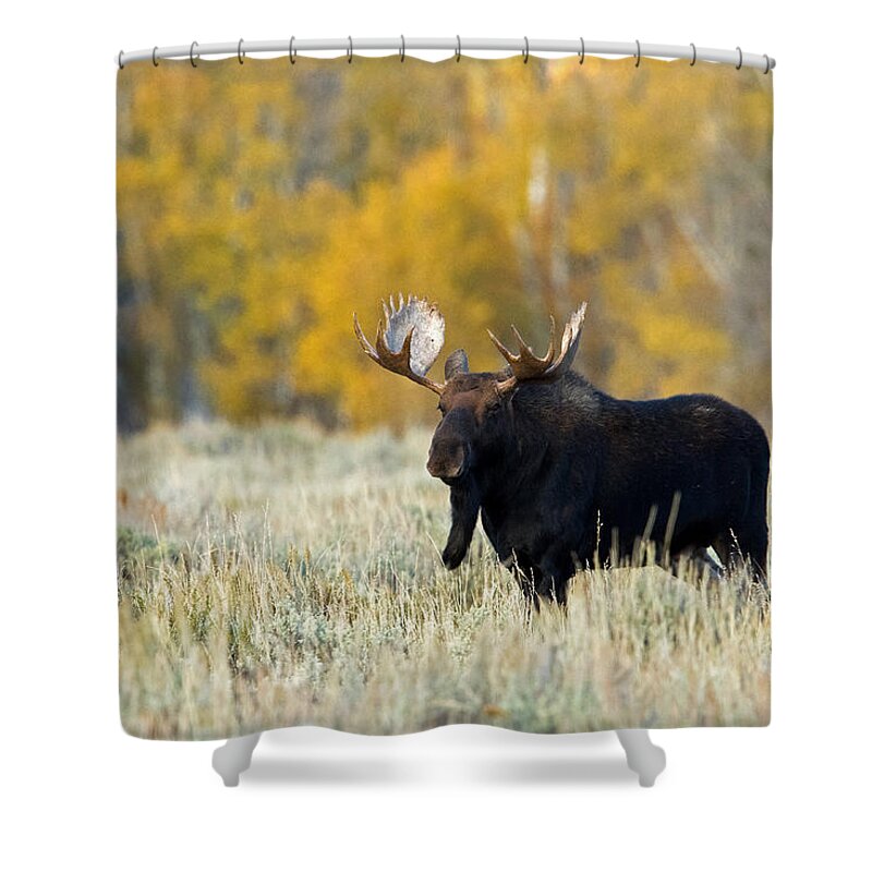 Moose Shower Curtain featuring the photograph Autumn Splendor II by Shari Sommerfeld