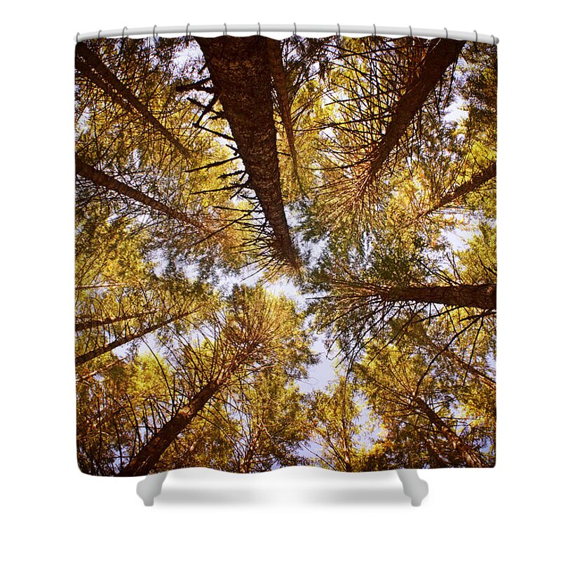 Treetops Shower Curtain featuring the photograph Autumn Treetops by Bonnie Bruno