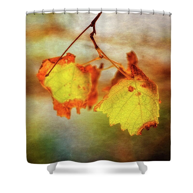 Mad About Wa Shower Curtain featuring the photograph Autumn Vines, Mindarie, Perth by Dave Catley