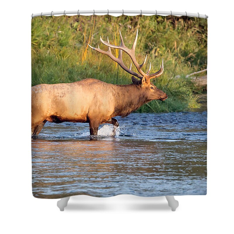 Bull Elk Shower Curtain featuring the photograph Autumn Warrior by Jack Bell