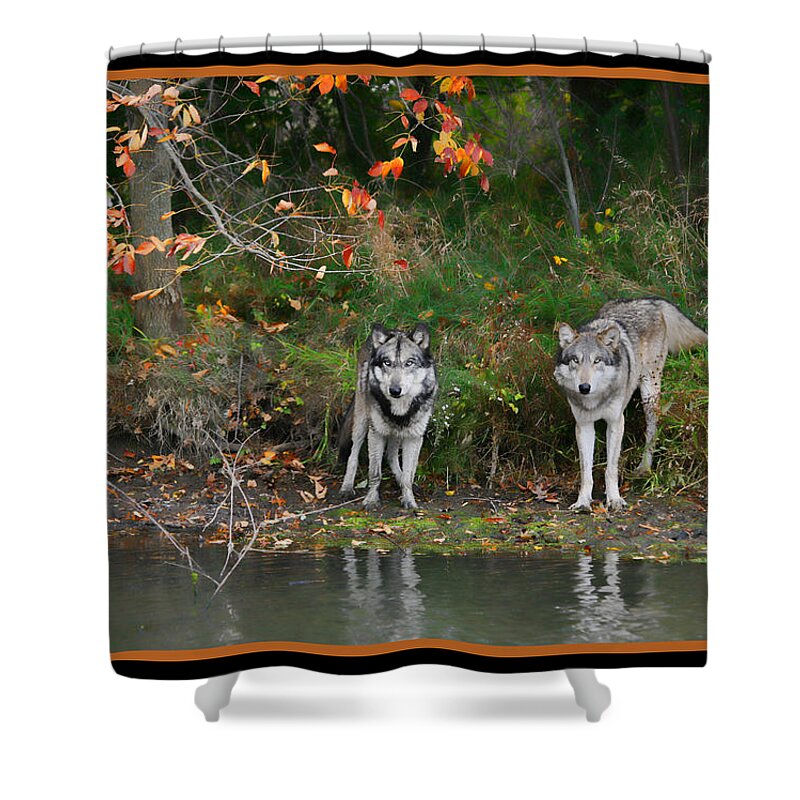 Wolf Wolves Canid Canus Lupis Animal Wildlife Mammal Mates Photograph Photography Autumn Fall Orange Water Pond Shower Curtain featuring the photograph Autumn Wolf Study by Shari Jardina