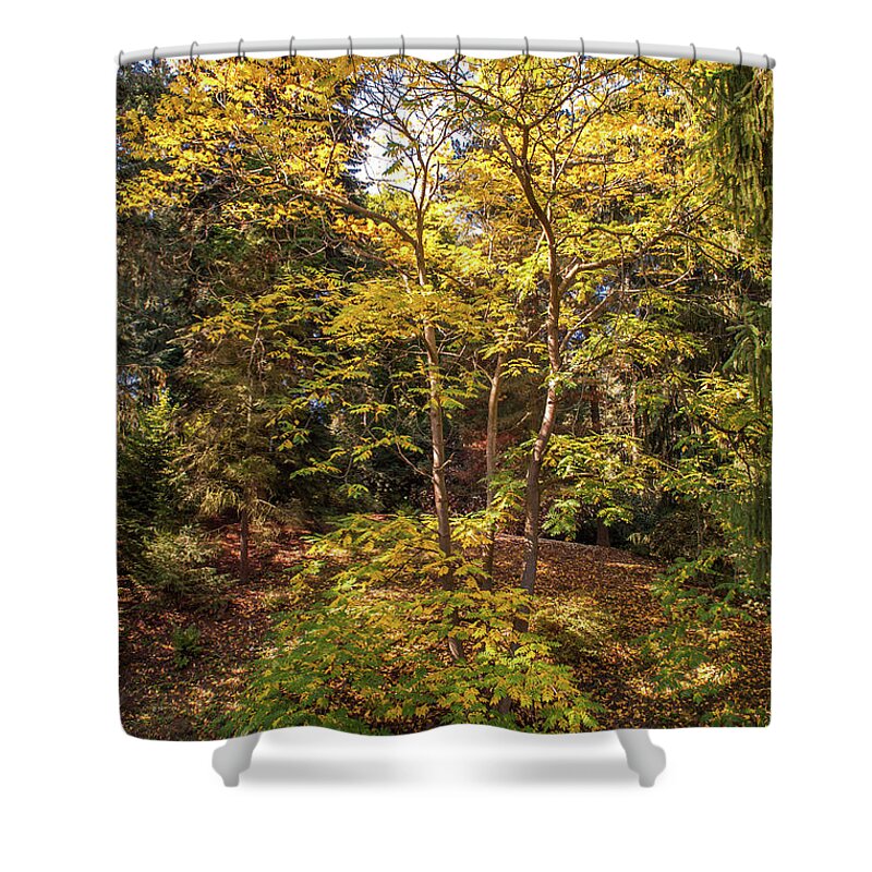 Jenny Rainbow Fine Art Photography Shower Curtain featuring the photograph Autumnal Acacia Tree by Jenny Rainbow