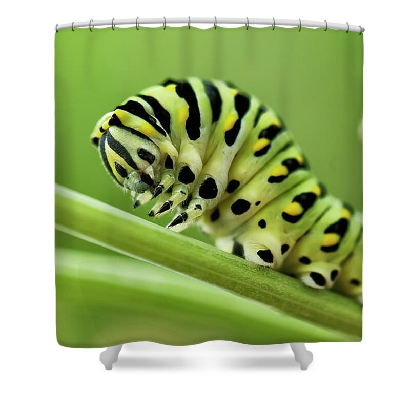 Butterfly Shower Curtain featuring the photograph Avant Que Je Grandisse by Jean-Pierre Ducondi