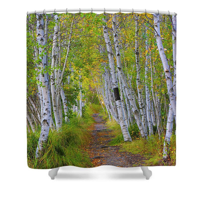 Birch Shower Curtain featuring the photograph Avenue of Birches by Nancy Dunivin