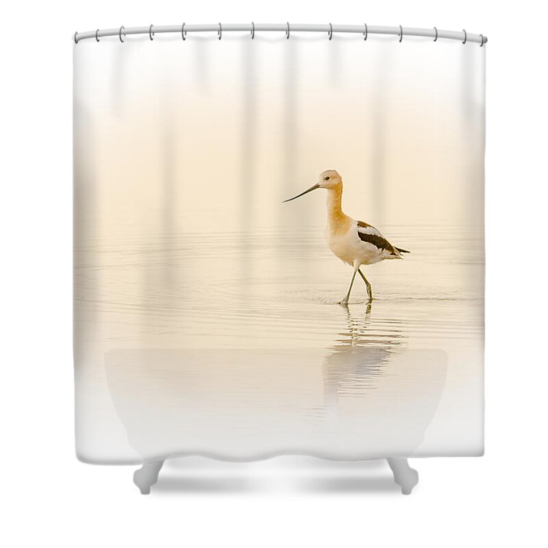 Bird Shower Curtain featuring the photograph Avocet Walk by Yeates Photography