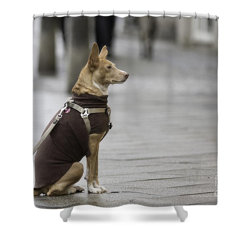  Shower Curtain featuring the photograph Awaiting his master by Jivko Nakev