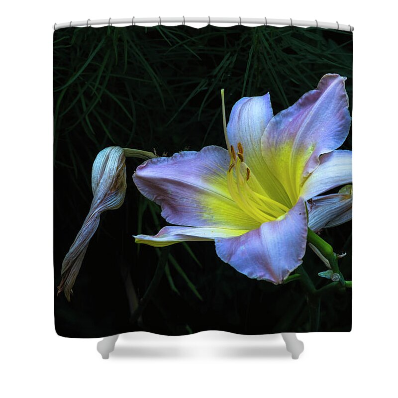 Hayward Garden Putney Vermont Shower Curtain featuring the photograph Awesome Daylily by Tom Singleton